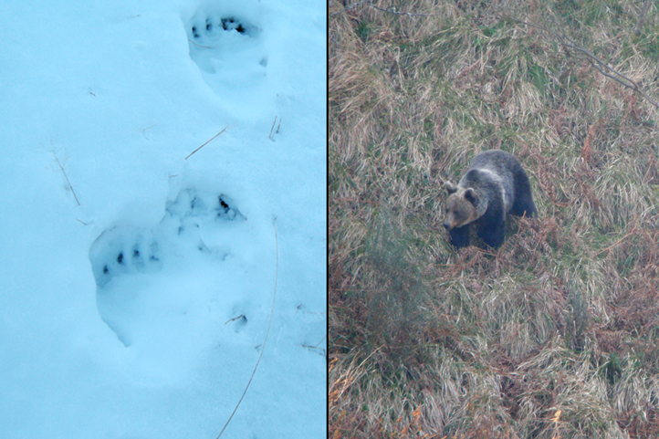 Brown bear footsteps